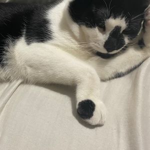 Meet your Posher, Shelsey